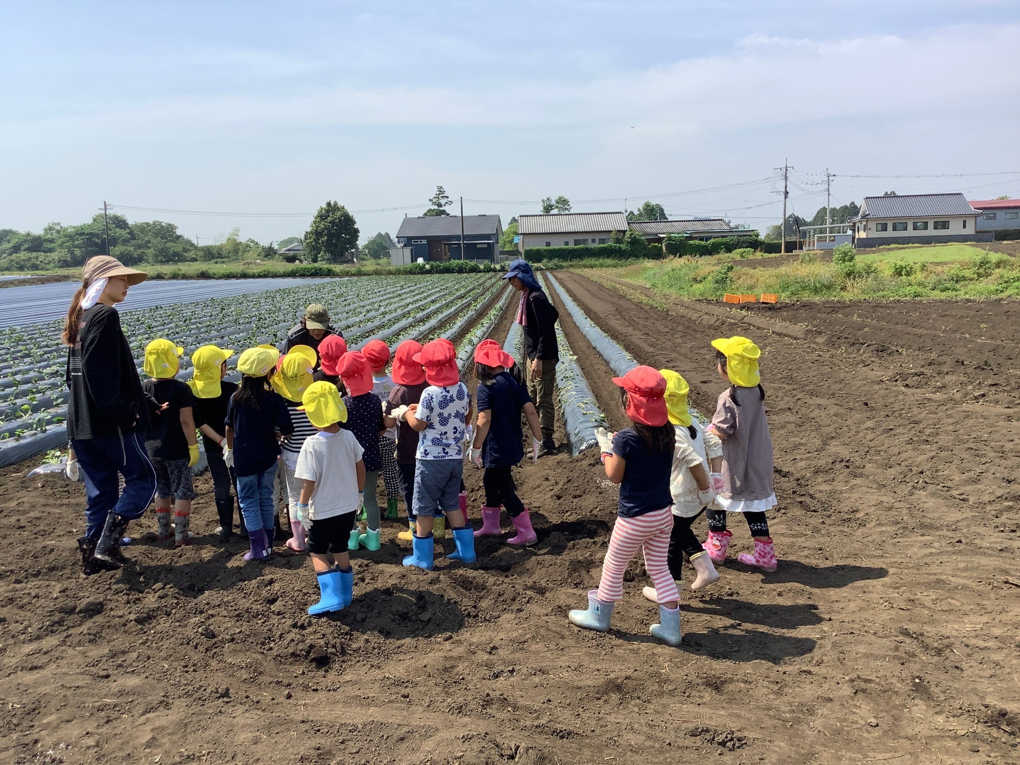 田植え